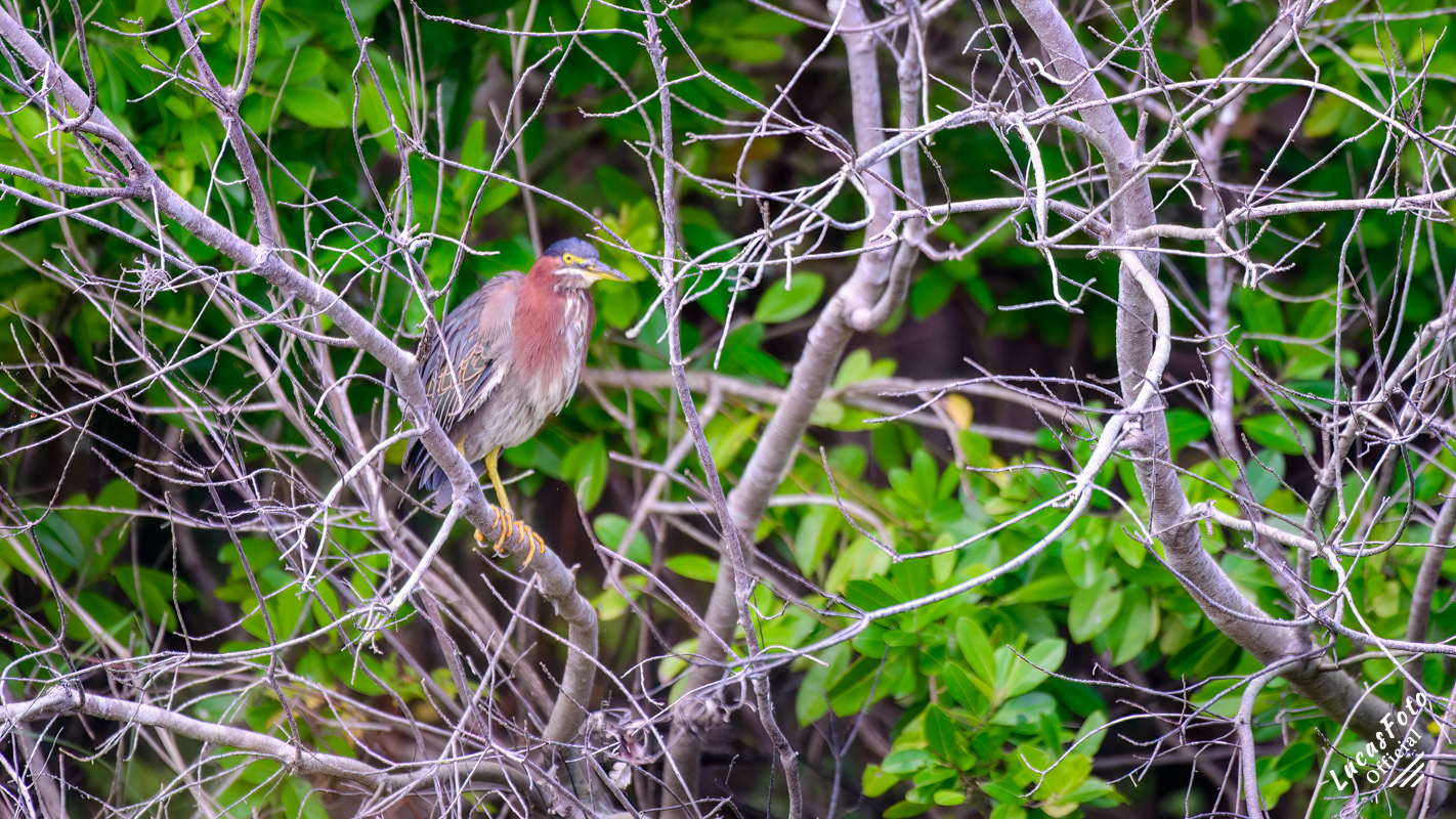 Green Heron