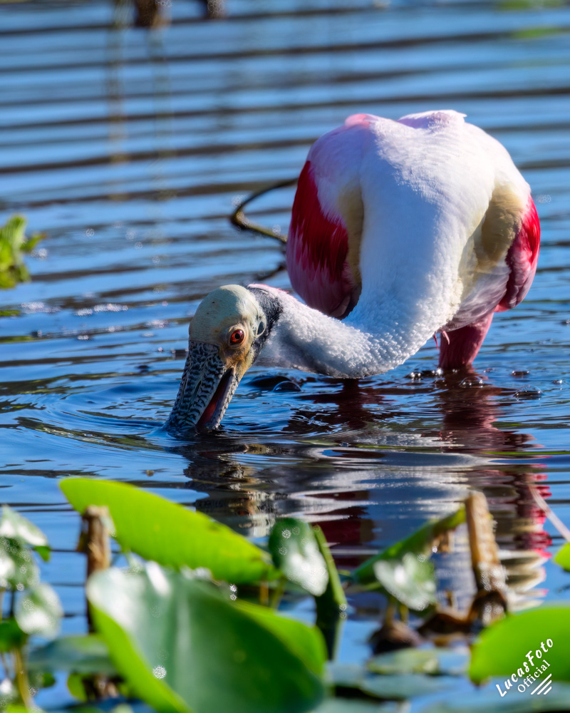 Roseate Spoonbill