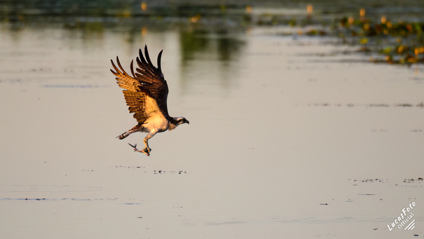 Osprey