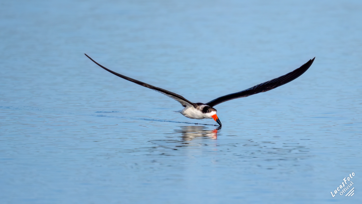 Black Skimmer