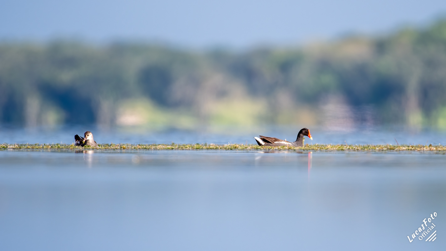 Common Gallinule