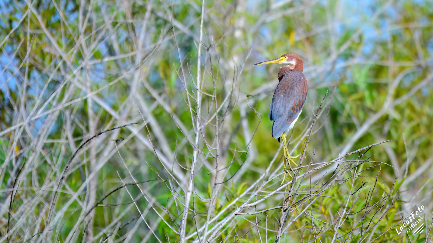 Tricolored Heron