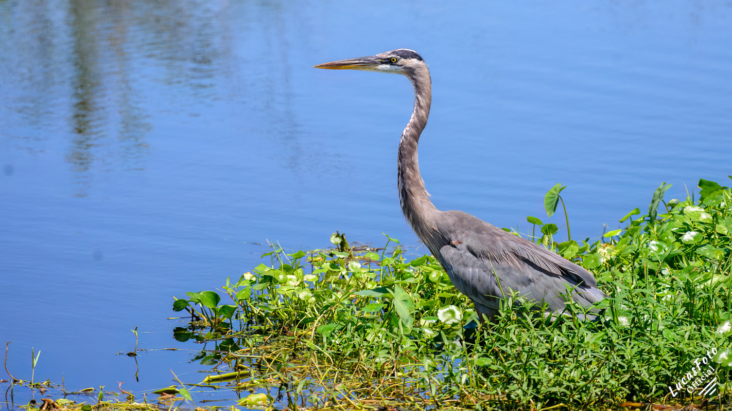 Great Blue Heron
