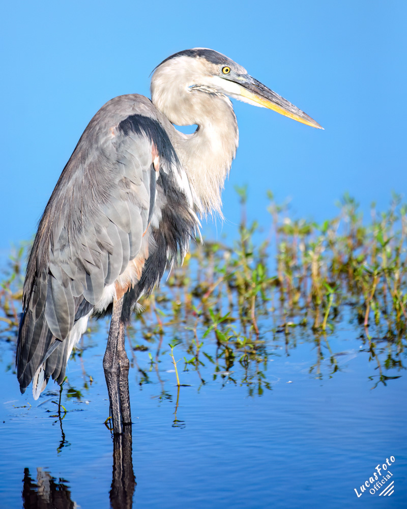 Great Blue Heron