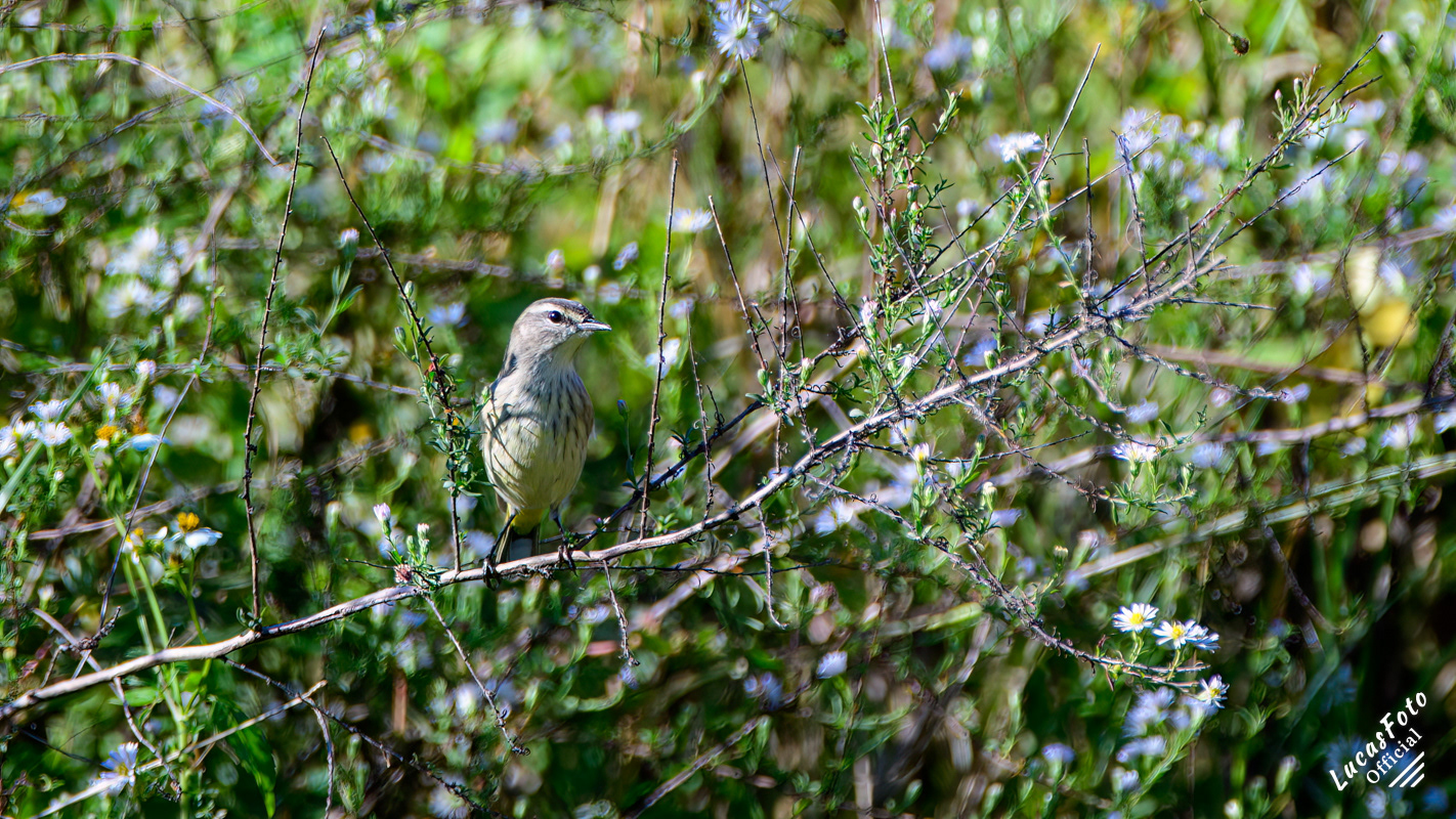 Palm Warbler