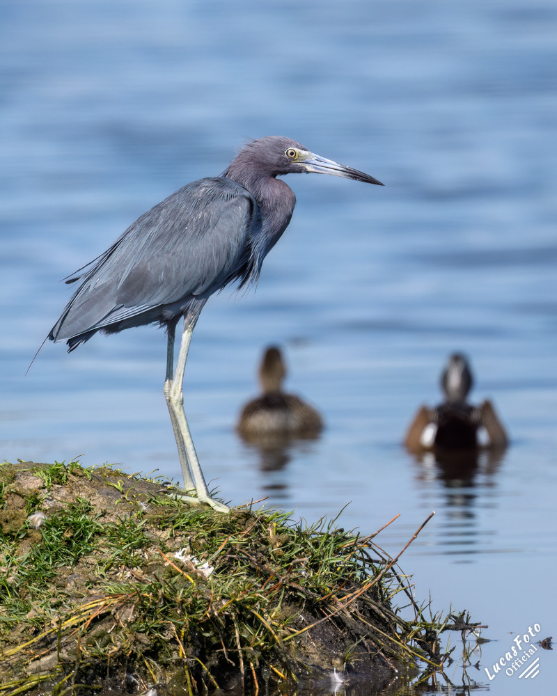 Little Blue Heron