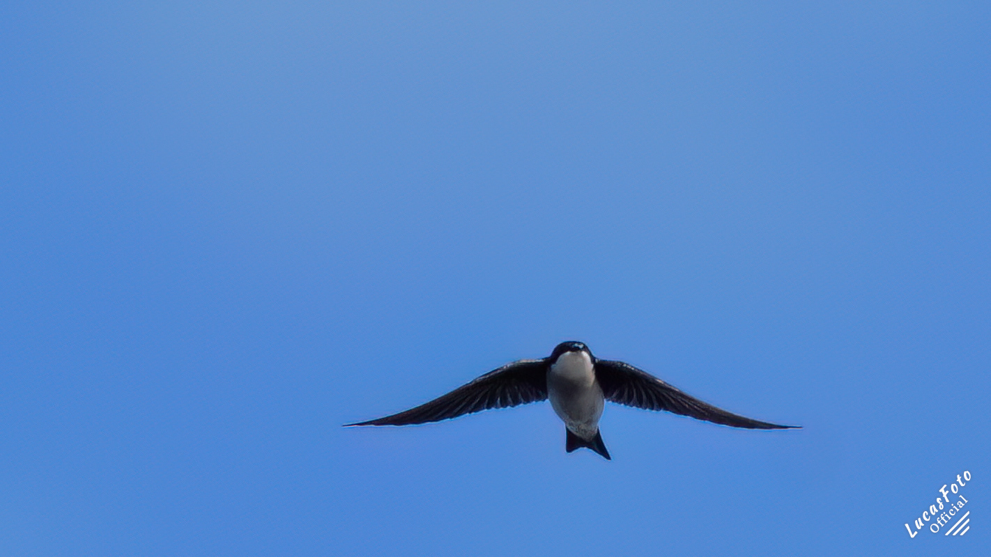 Tree Swallow