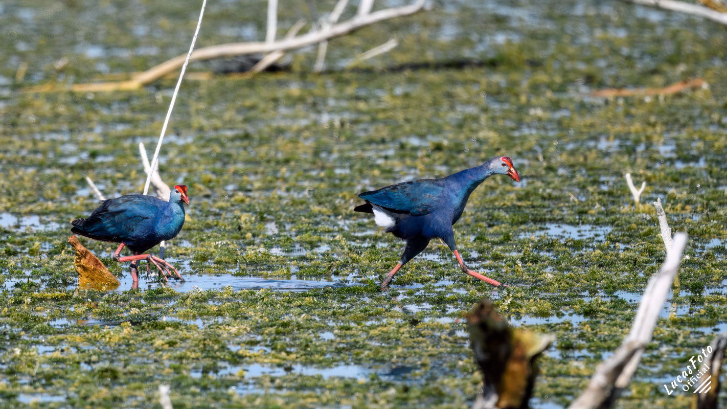 Gray-headed Swamphen