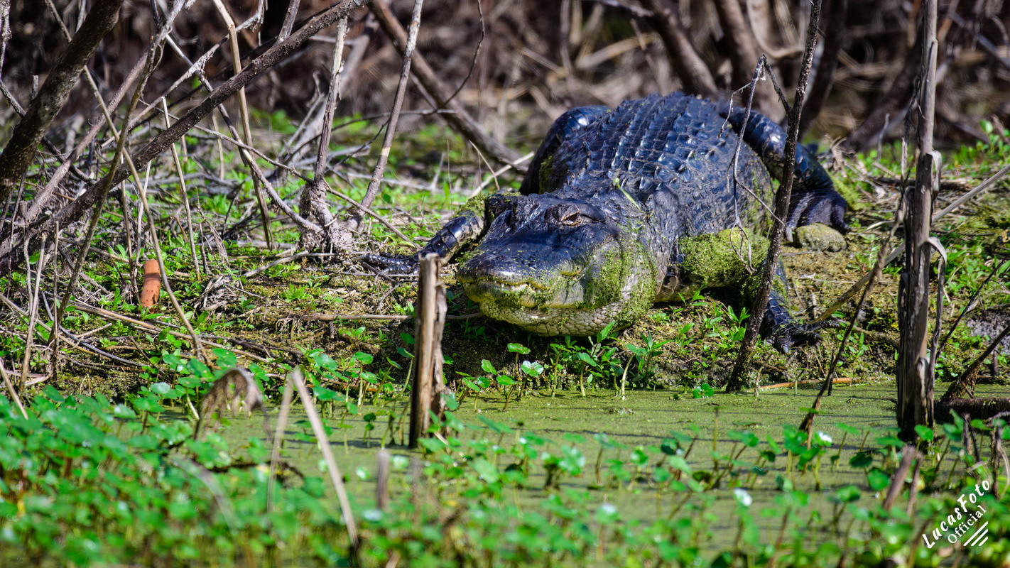 Alligator