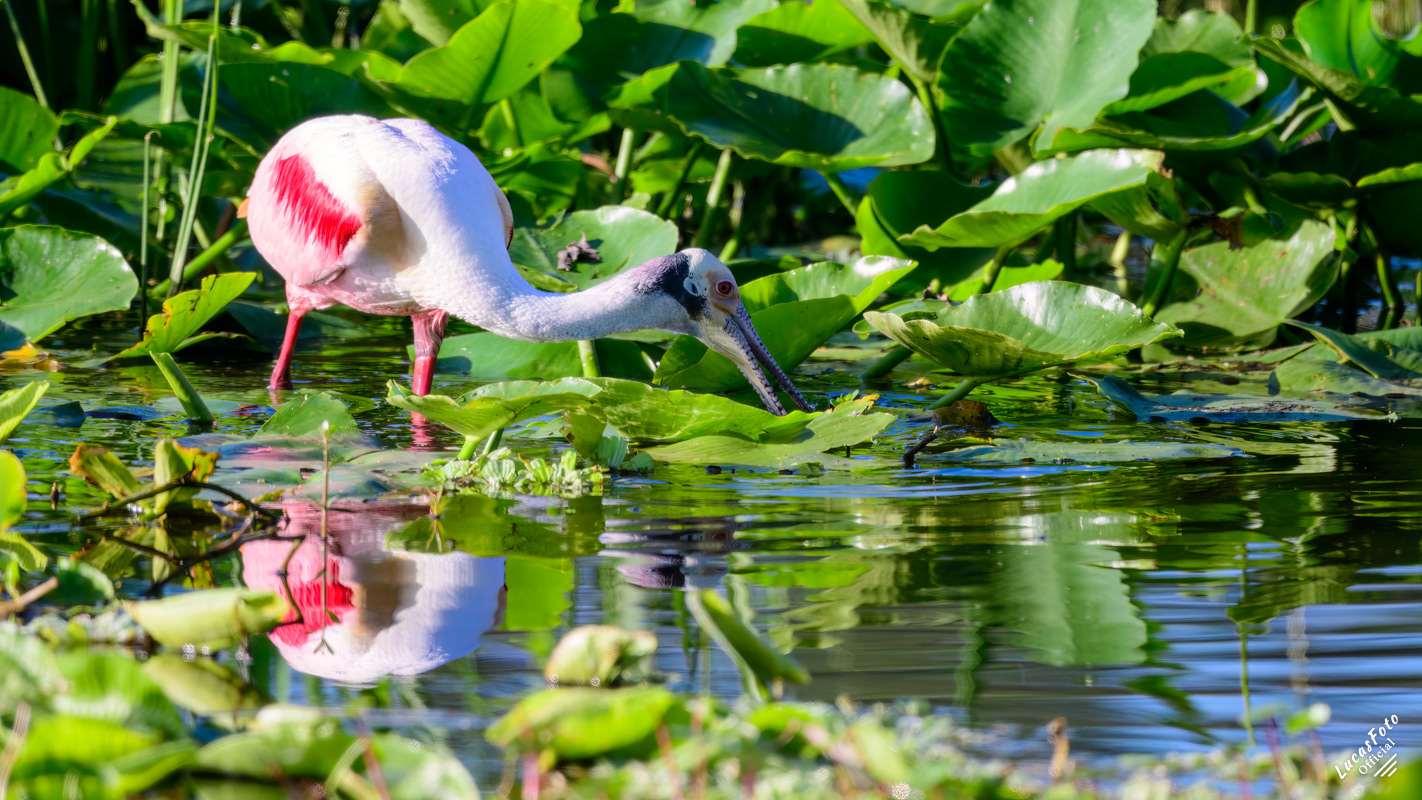 Roseate Spoonbill