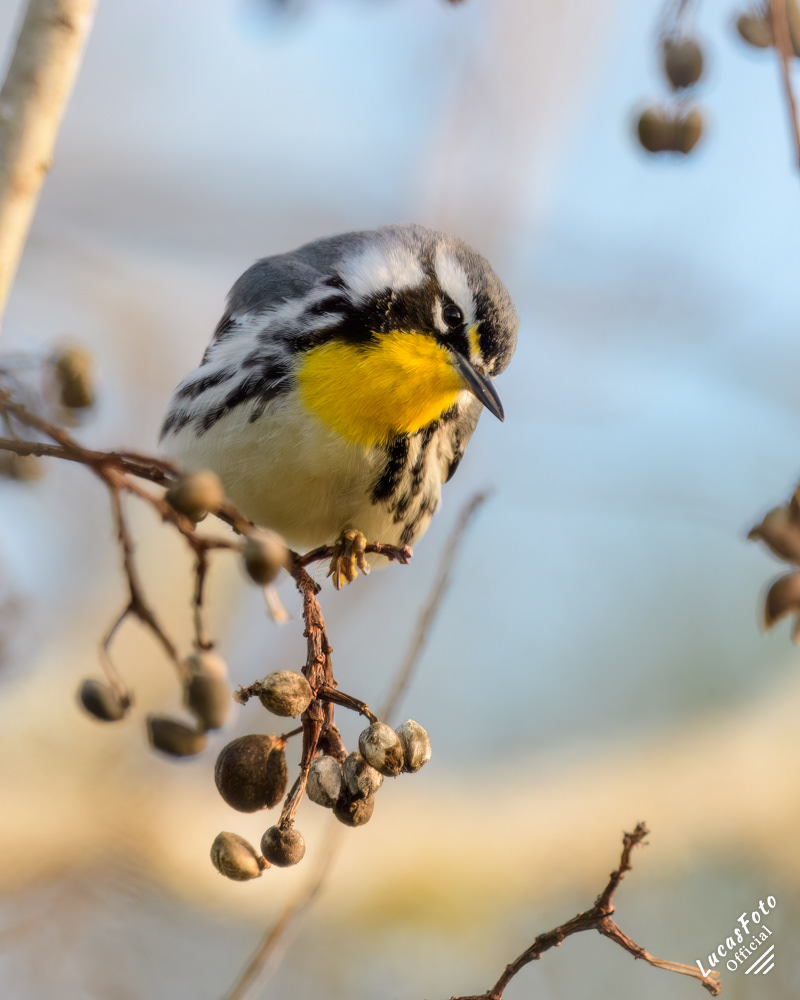 Yellow-throated Warbler