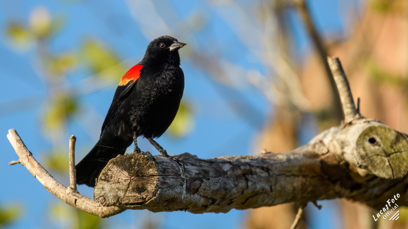 Red-winged Blackbird