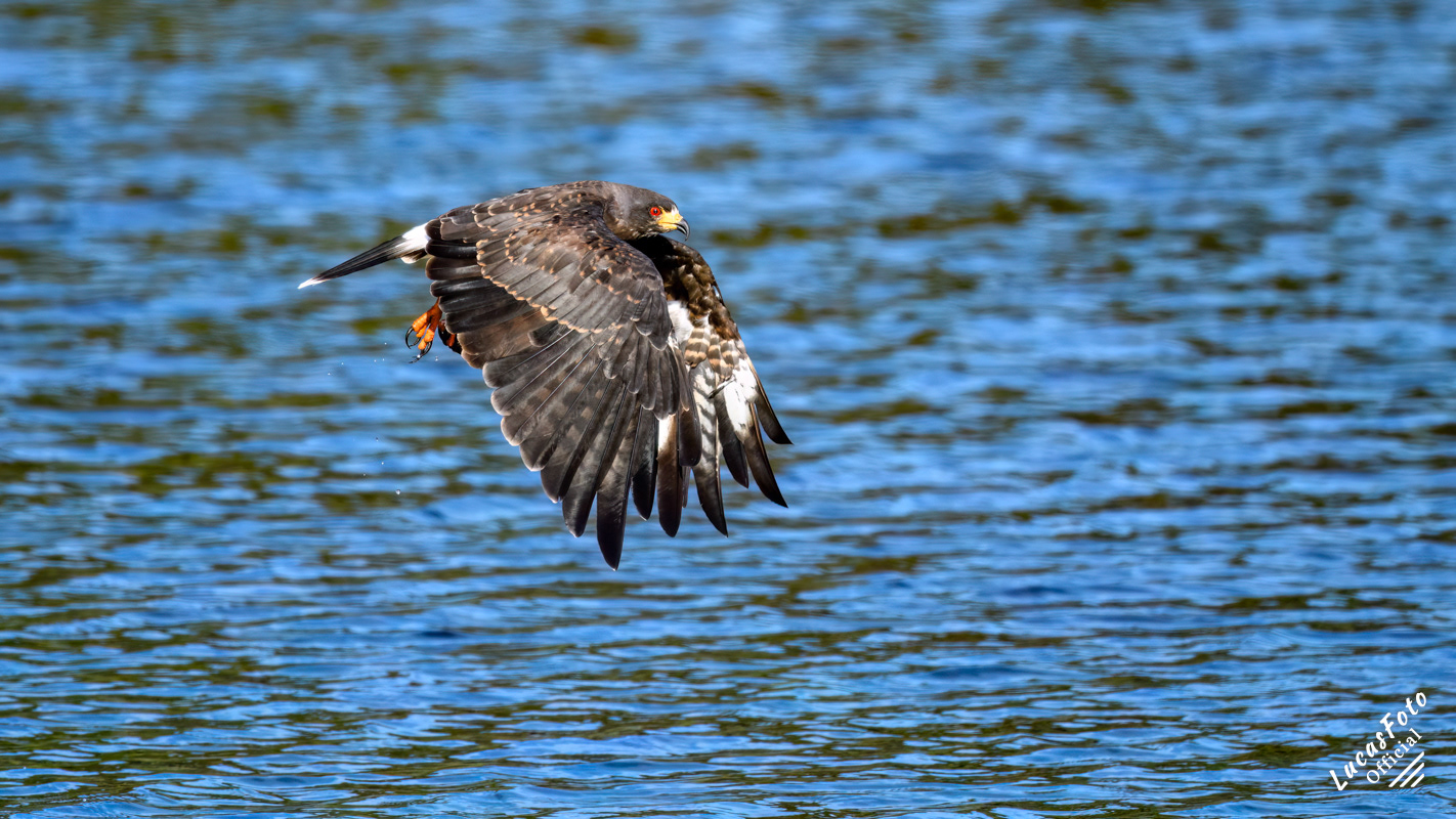Snail Kite