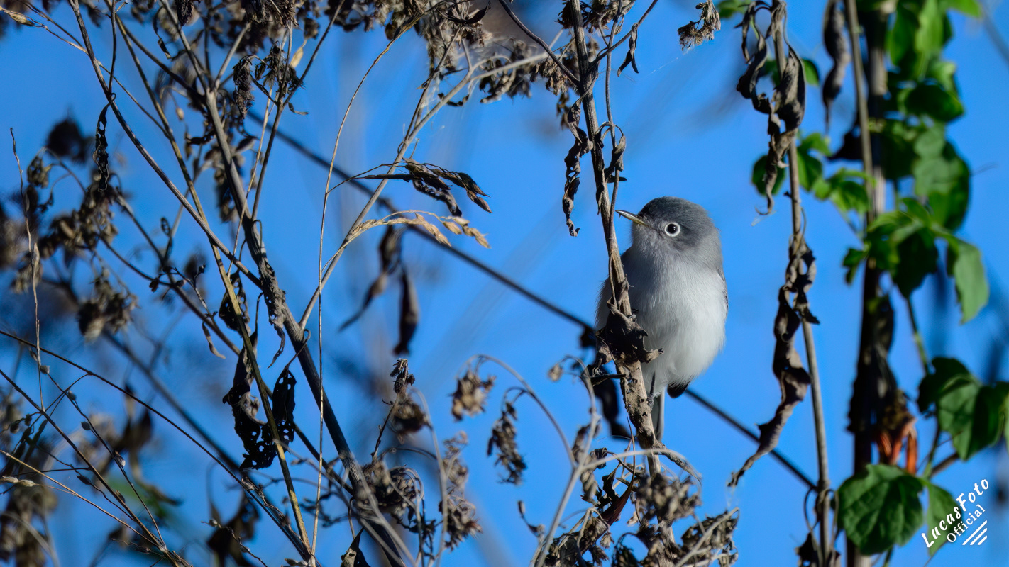 Blue-gray Gnatcatcher