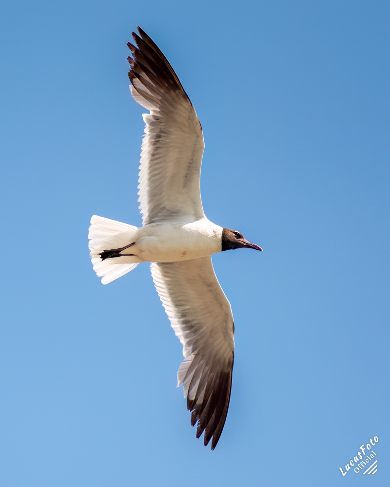 Laughing Gull
