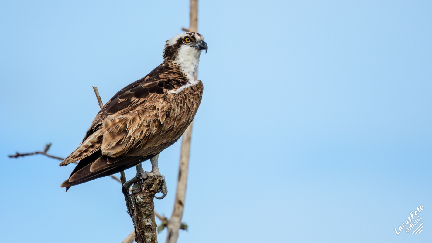 Osprey