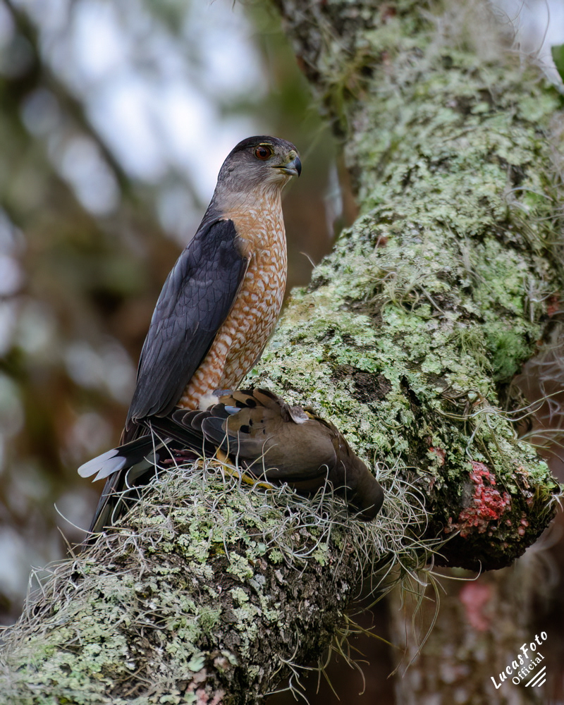 Cooper's Hawk