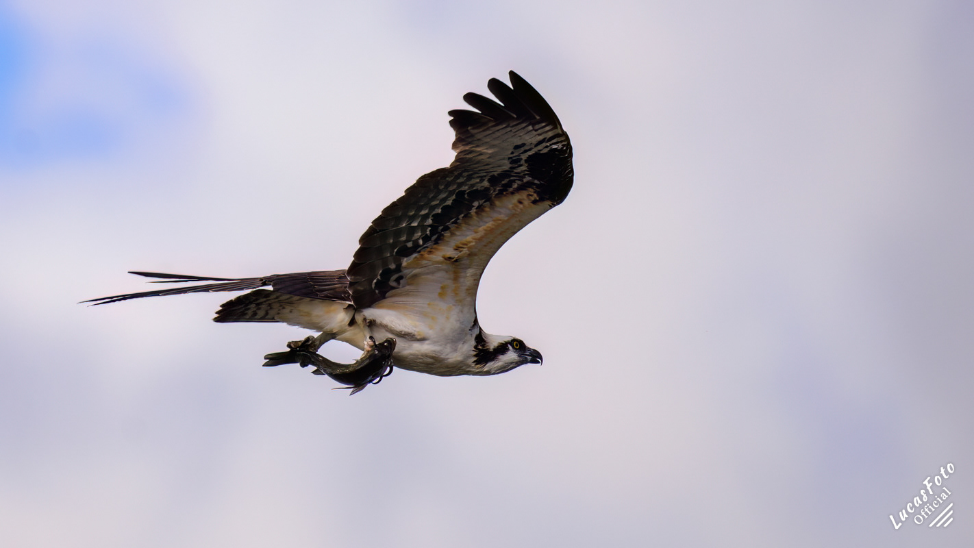 Osprey