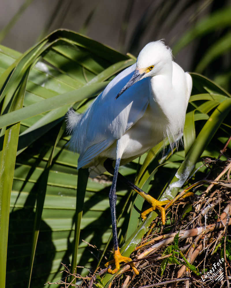 Snowy Egret