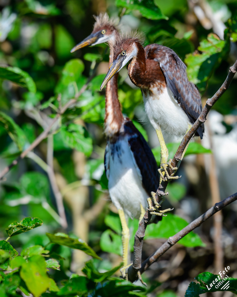 Tricolored Heron