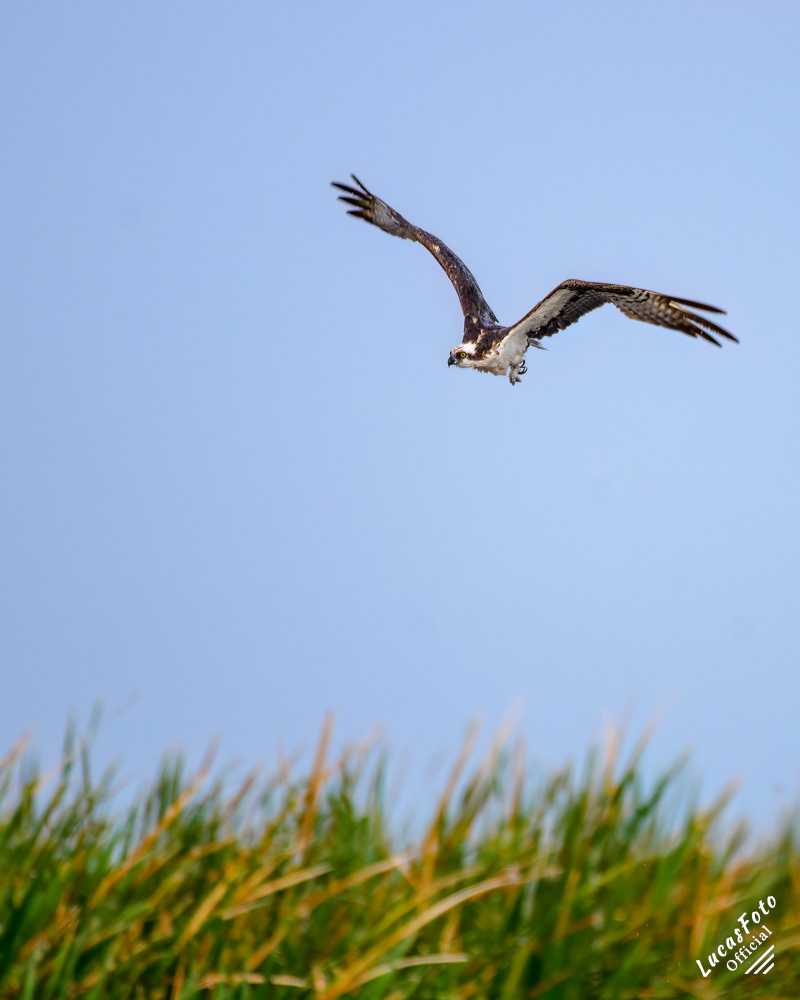 Osprey