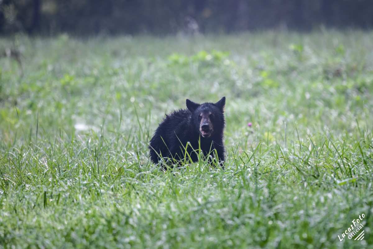 Black Bear