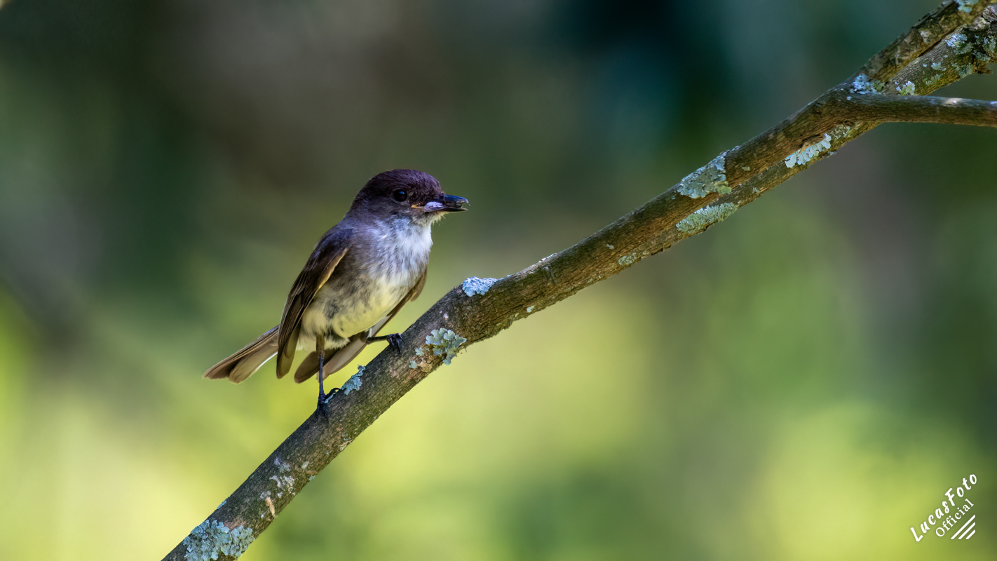 Eastern Phoebe