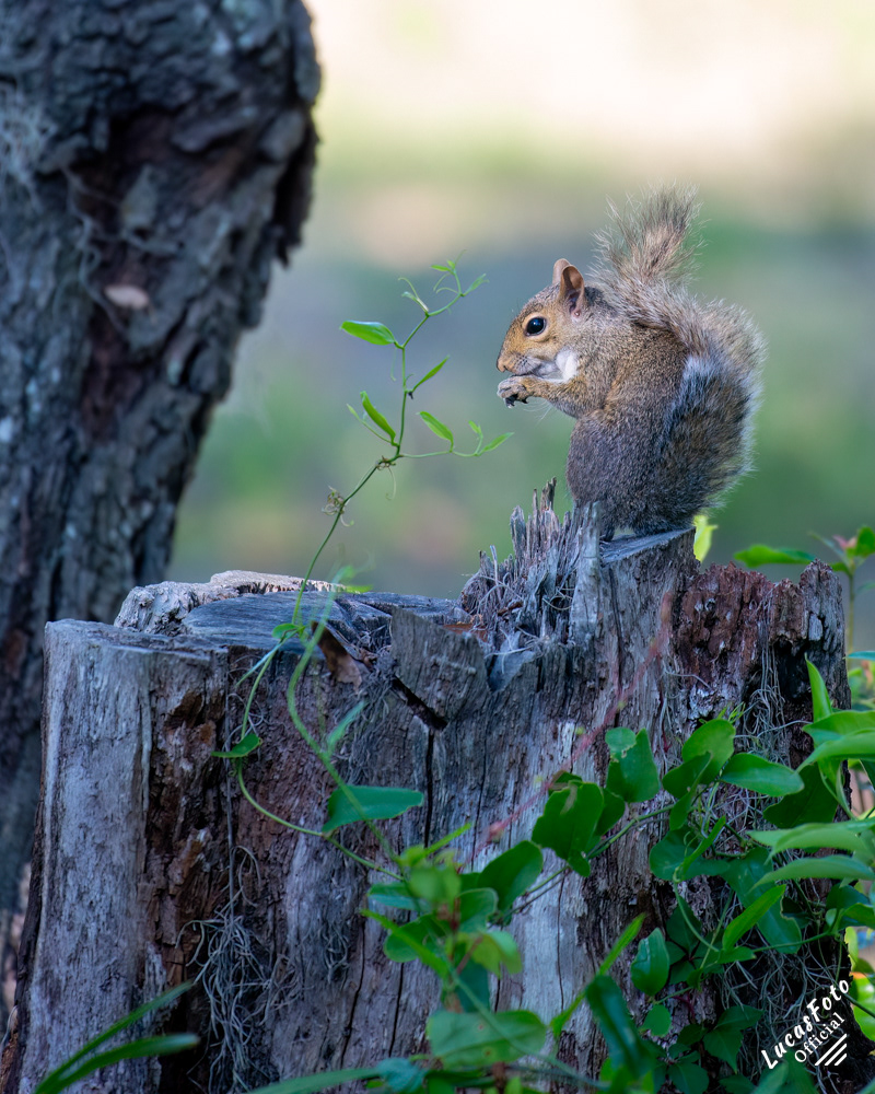 Gray Squirrel