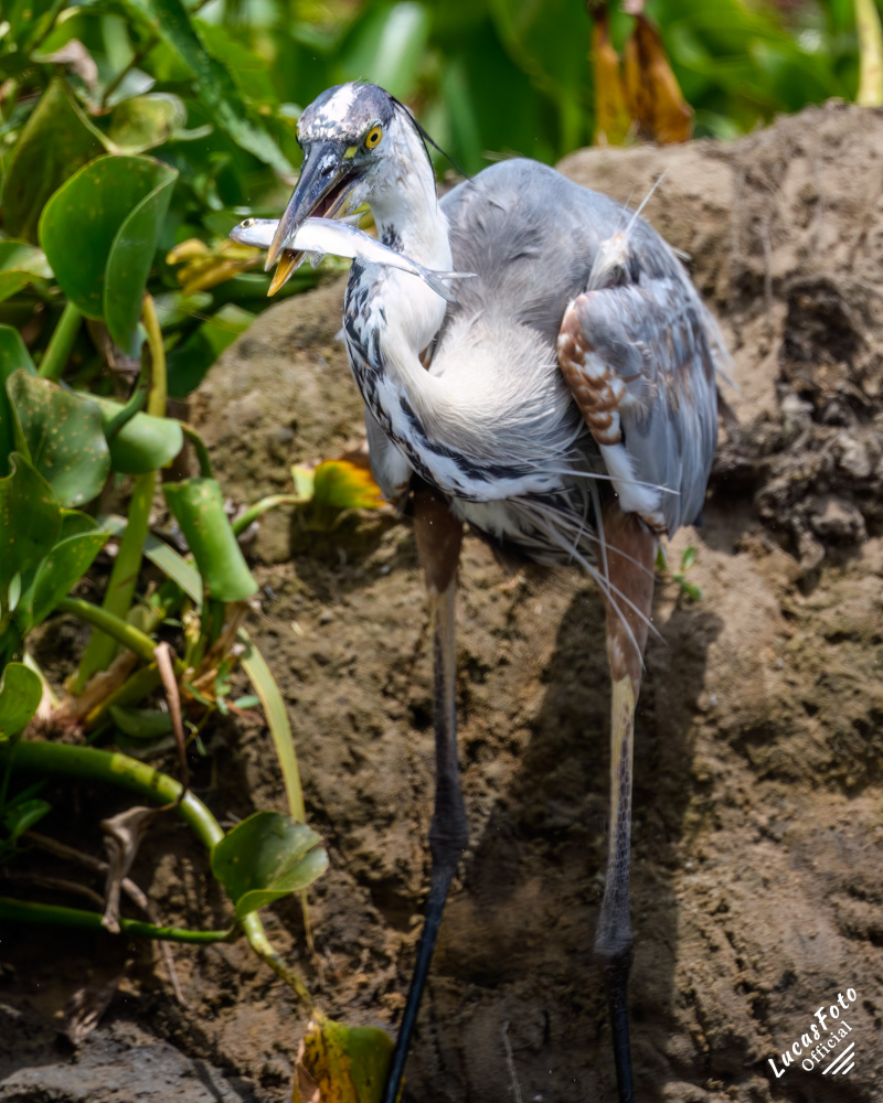 Great Blue Heron