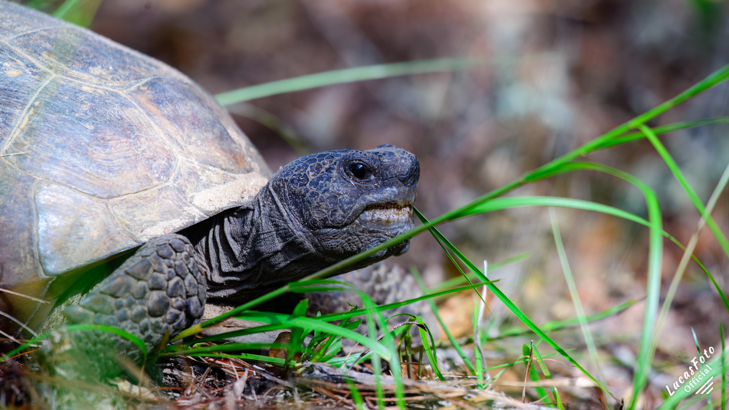 Gopher tortoise