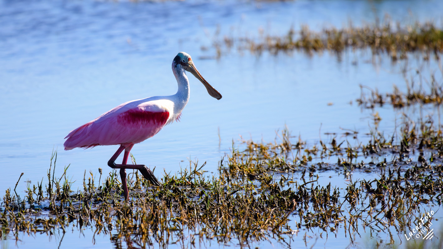 Roseate Spoonbill