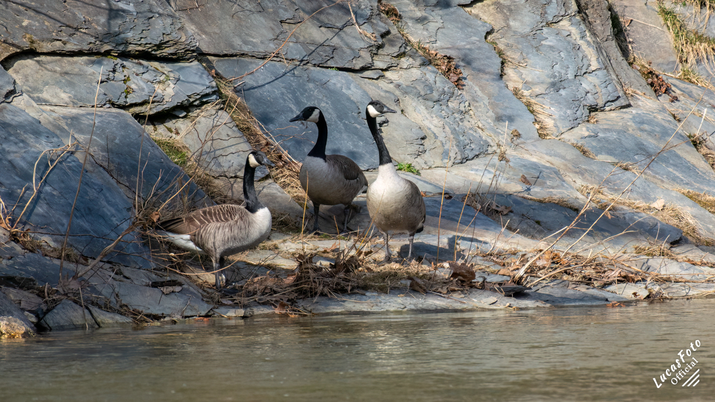 Canada Geese