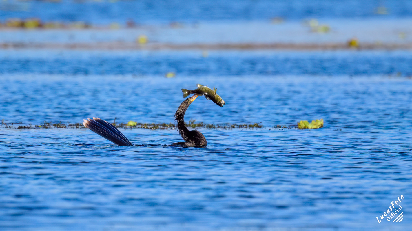 Anhinga