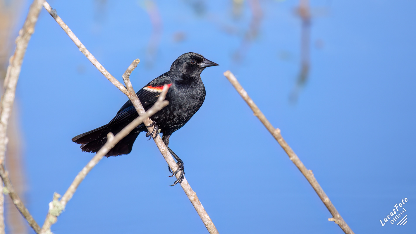 Red-winged Blackbird