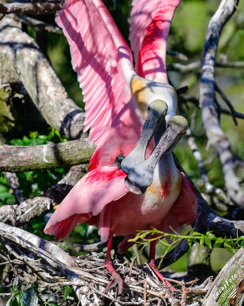 Roseate Spoonbill