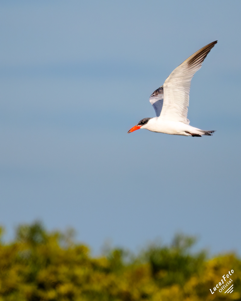 Caspian Tern