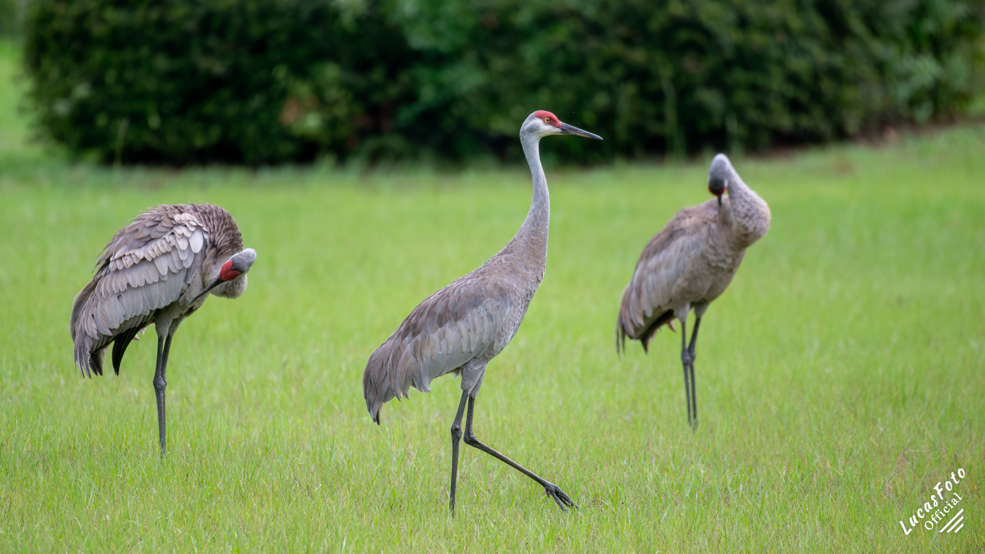 Sandhill Crane