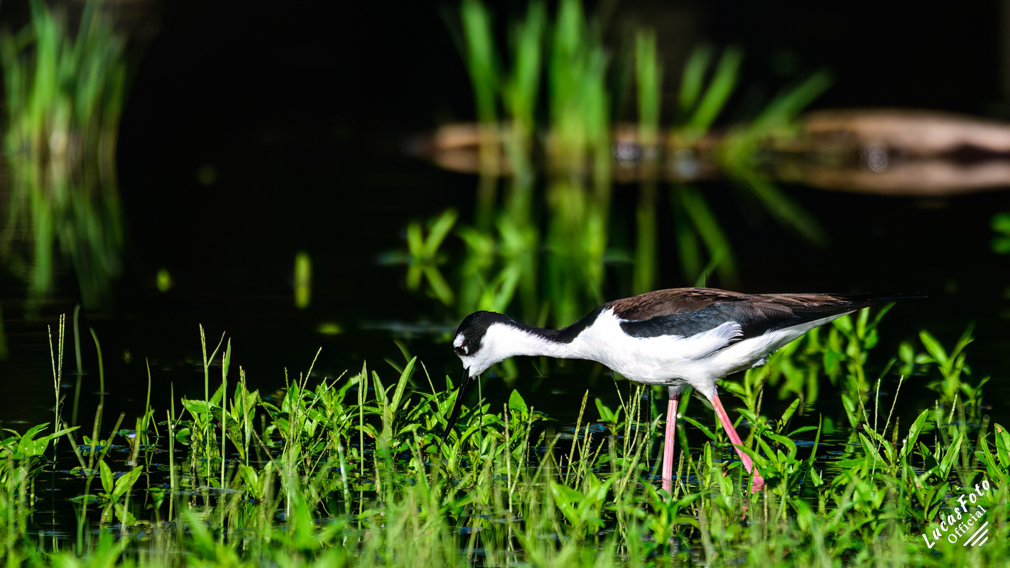 Black-necked Stilt