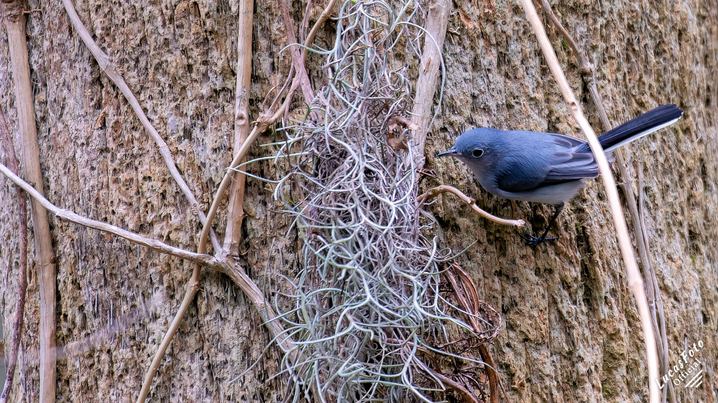 Blue-gray Gnatcatcher
