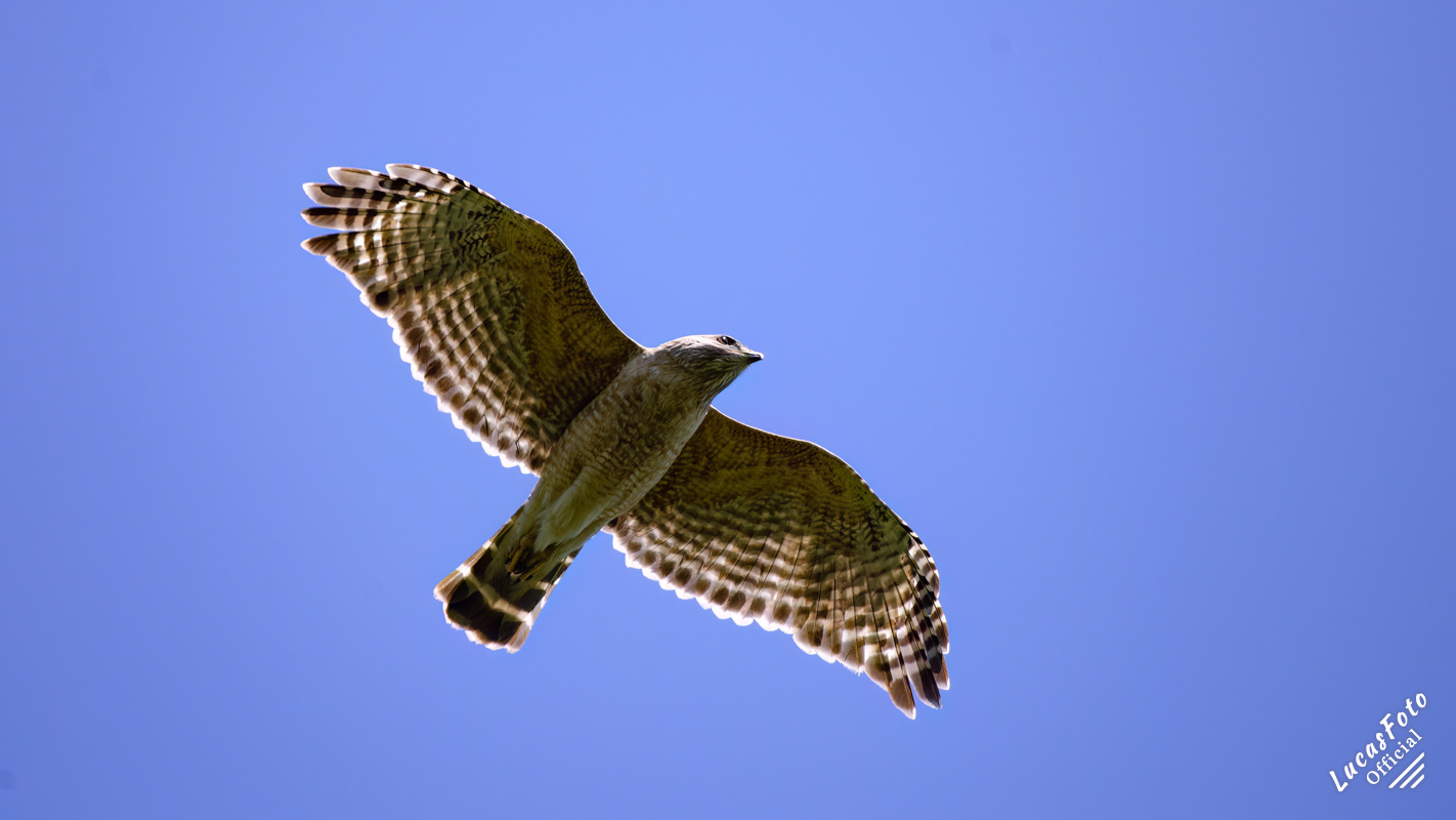 Red-shouldered Hawk