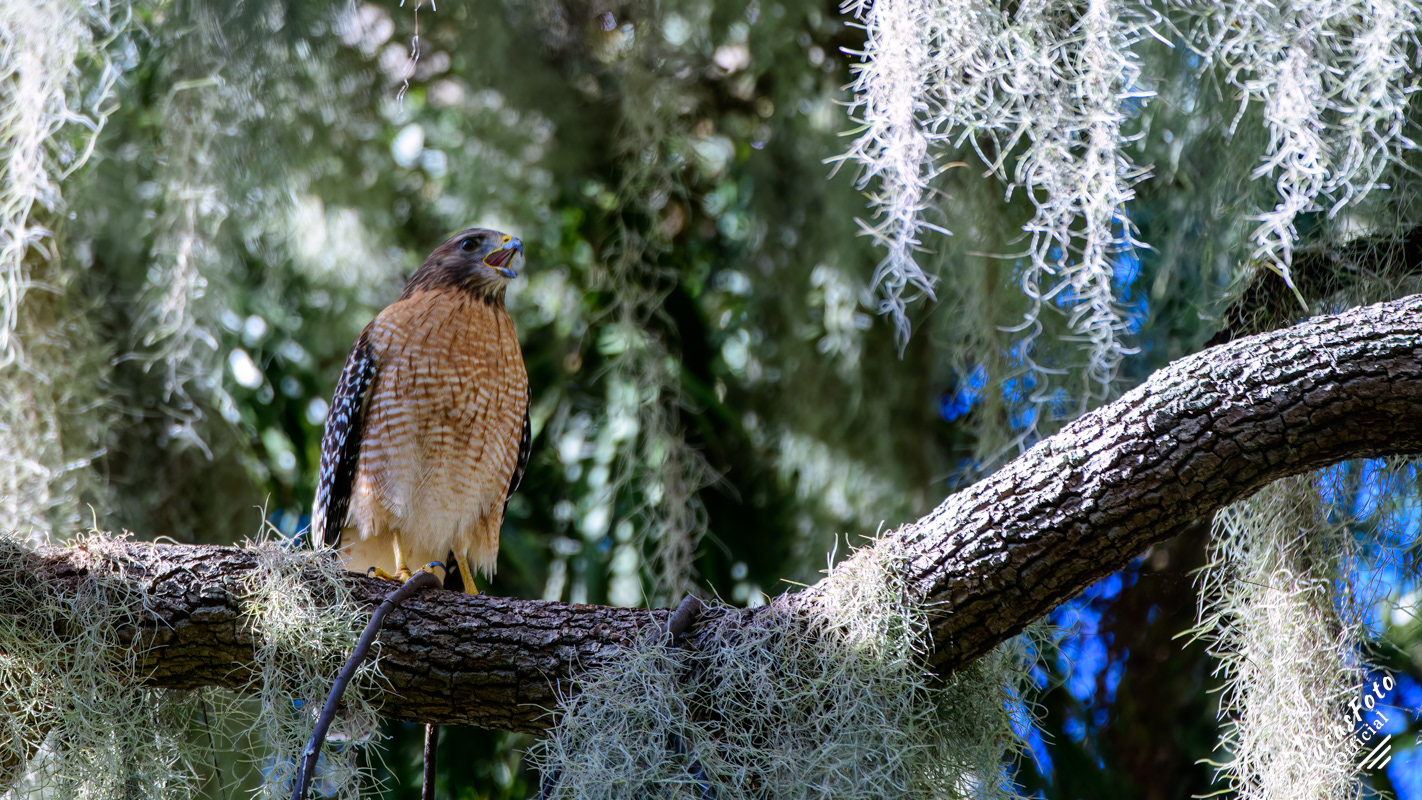 Red-shouldered Hawk