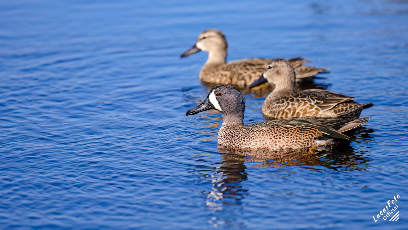 Blue-winged Teal