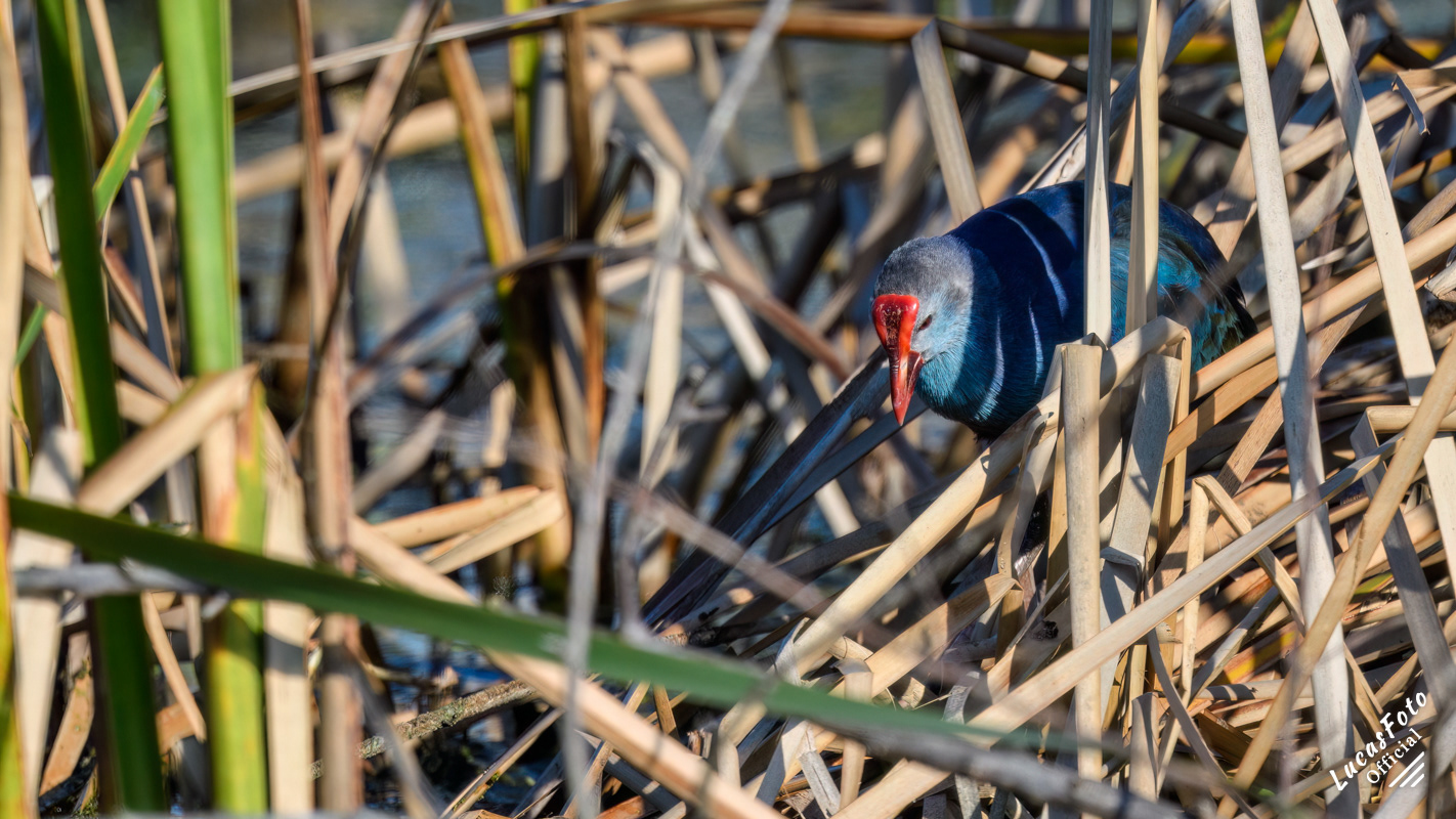 Gray-headed Swamphen