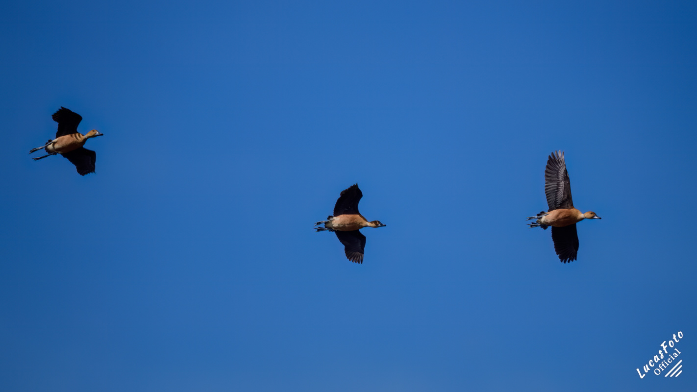 Fulvous Whistling-Duck