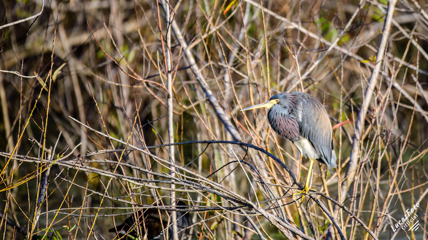 Tricolored Heron