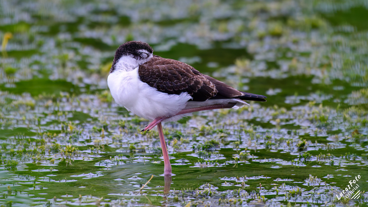Black-necked Stilt