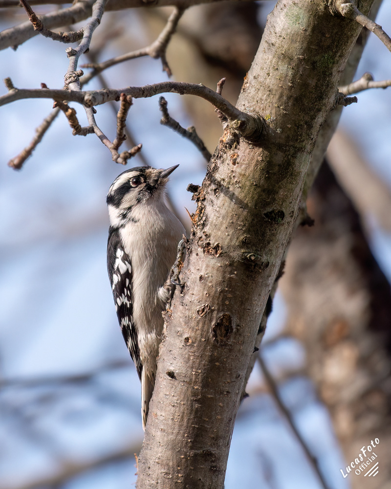 Downy Woodpecker