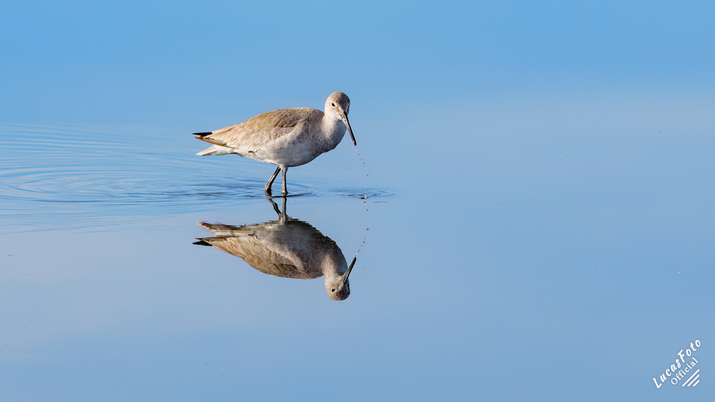 Willet