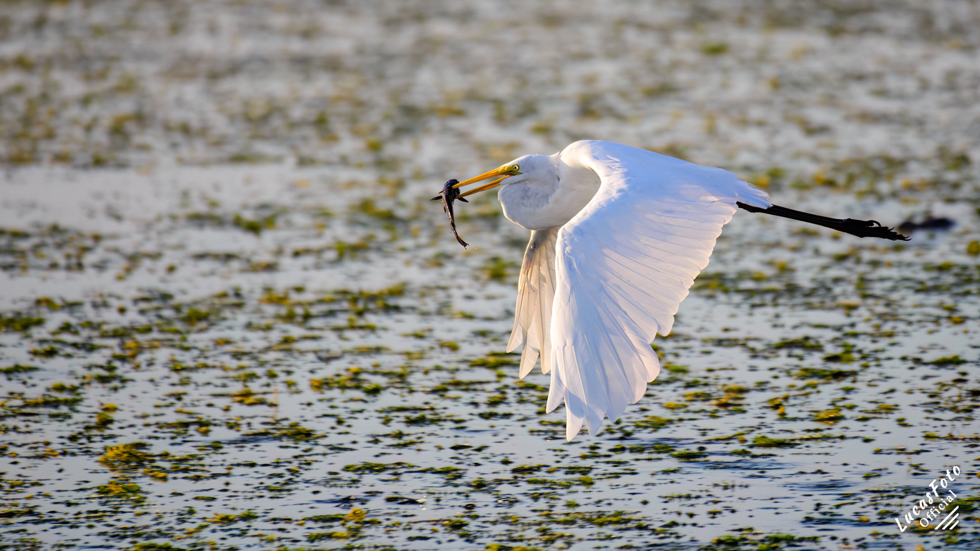 Great Egret