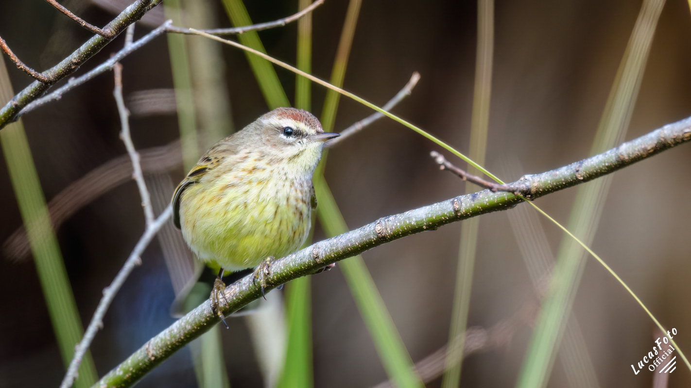 Palm Warbler